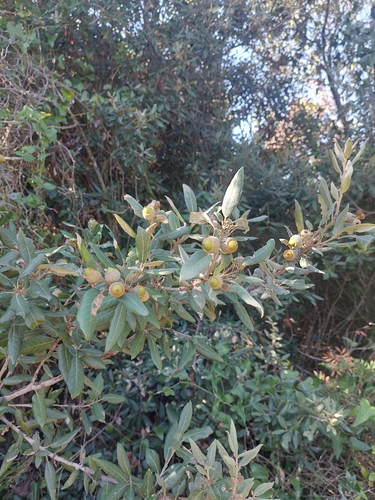 Holm oak