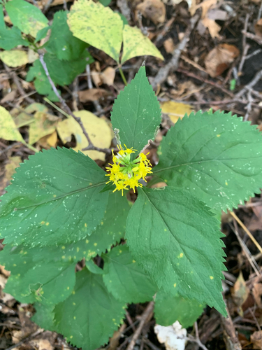 broad-leaved goldenrod