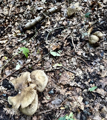 Entoloma lividoalbum