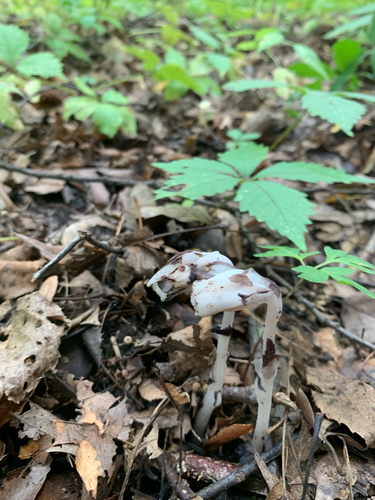 Ghost Pipe