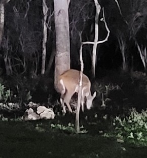 Southern Bushbuck