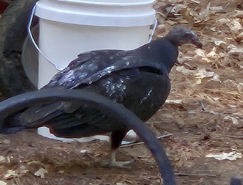 Turkey Vulture
