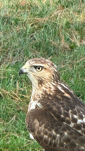 Eastern Red-tailed Hawk