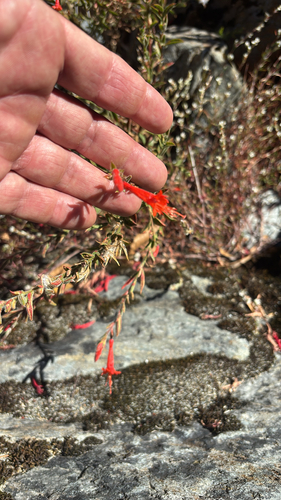 California fuchsia