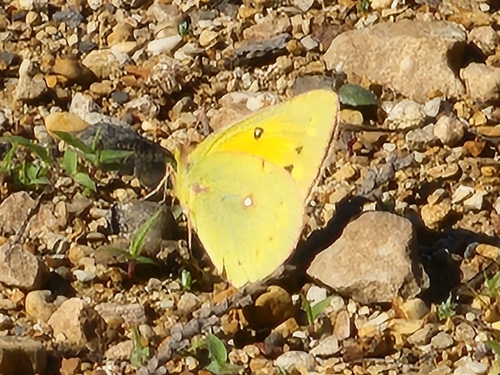 Orange Sulphur