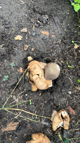 rounded earthstar