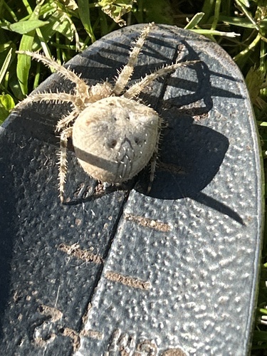 Cat-faced Orbweaver