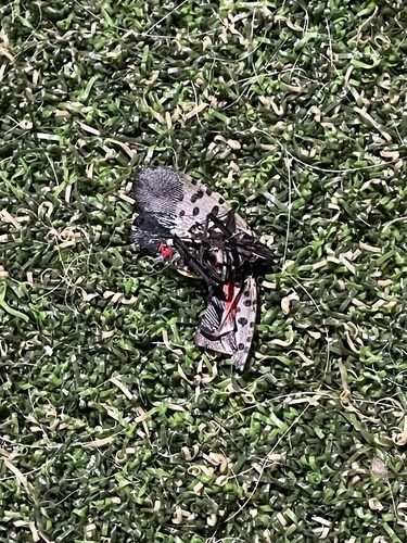 Spotted Lanternfly