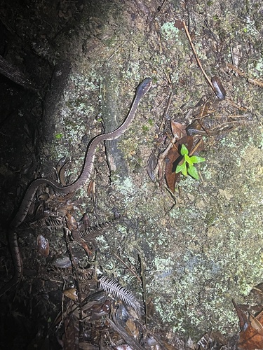 Asian Slug Snake