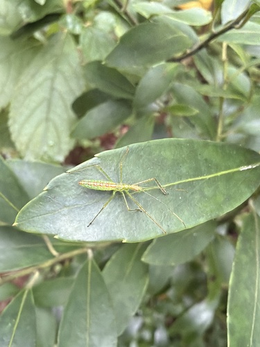 Pale Green Assassin Bug
