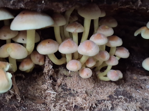Sulphur Tuft