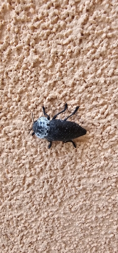 Flat-headed Root-borer