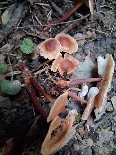 Red-stemmed Gymnopus