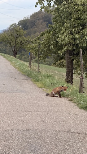 European Red Fox