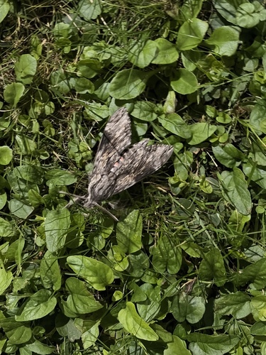 Convolvulus Hawkmoth
