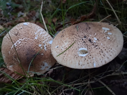 Freckled Dapperling