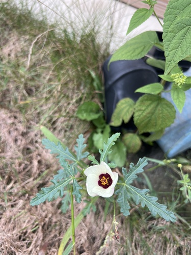 flower-of-an-hour