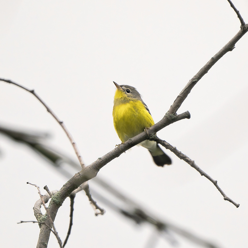 Magnolia Warbler