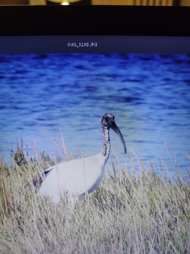African Sacred Ibis