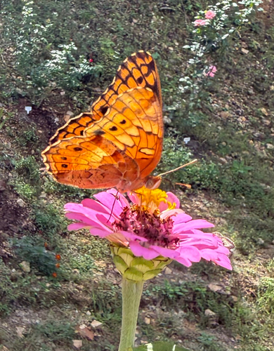 Variegated Fritillary