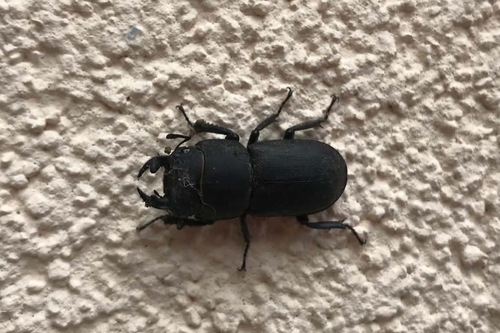 Lesser Stag Beetle