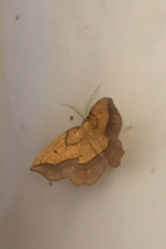 Bordered Beauty