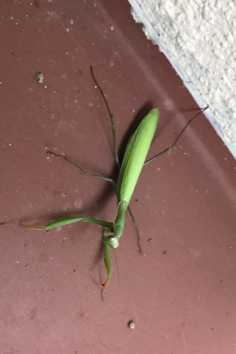 European Mantis