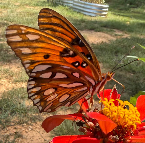 Gulf Fritillary