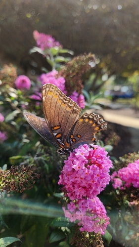 Red-spotted Purple
