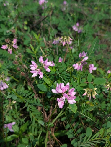 purple crownvetch