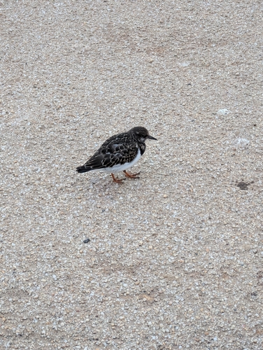 Ruddy Turnstone