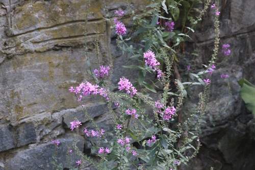 purple loosestrife