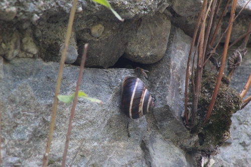 Turkish Snail