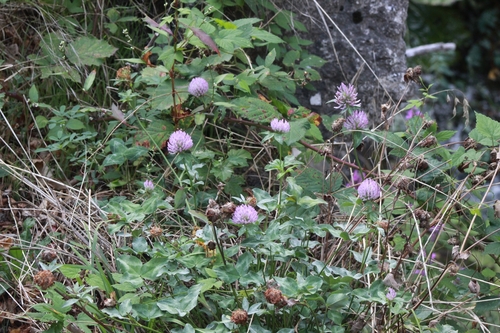 Red Clover