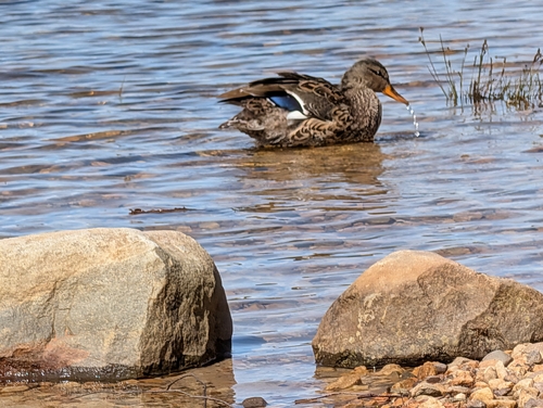 Mallard