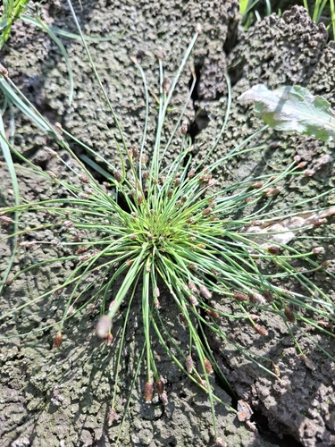 Ovate Spikerush