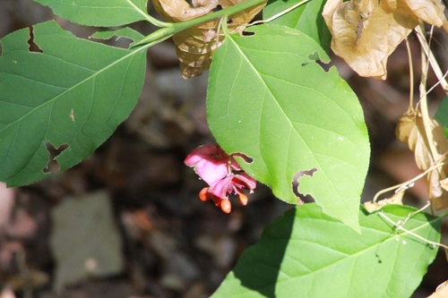 Large-leaved Spindle
