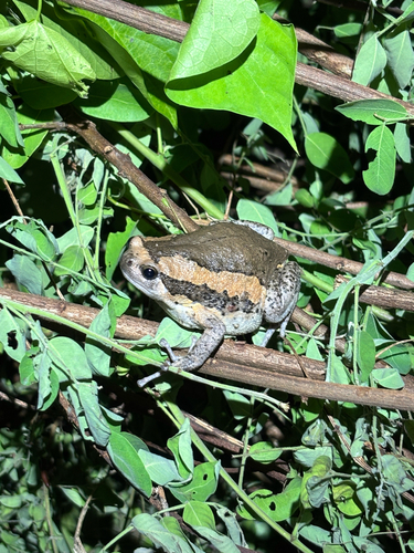 Asian Painted Frog