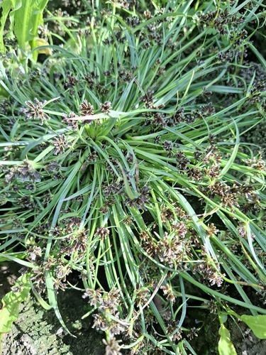 Brown Flatsedge