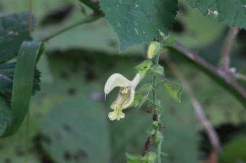 Sticky Sage