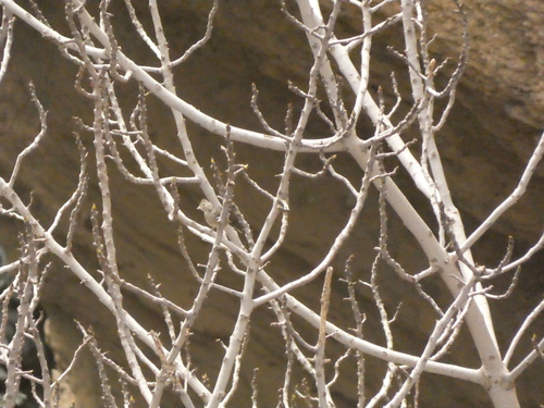 Common Chaffinch