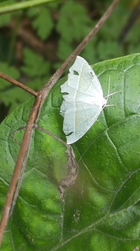 Light Emerald