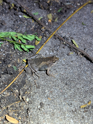 Mukhlesur's Narrow-mouthed Frog