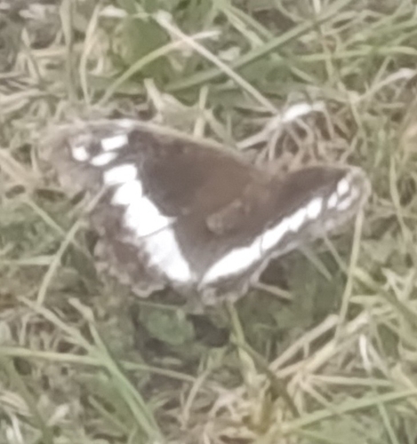 Great Banded Grayling