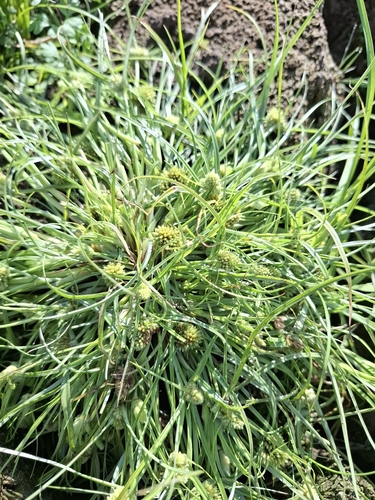Cyperus michelianus