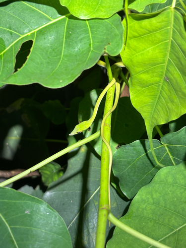 Indochinese Long-nosed Whipsnake