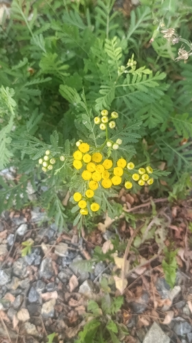 Common Tansy