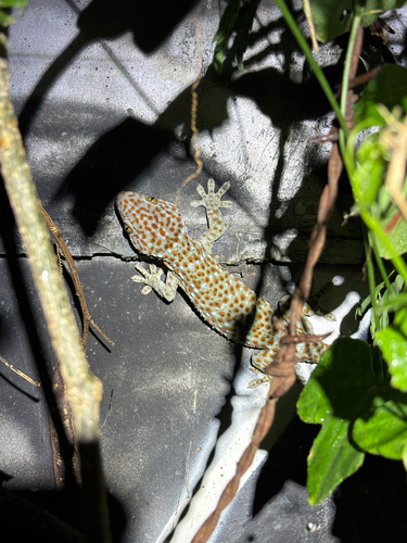 Tokay Gecko