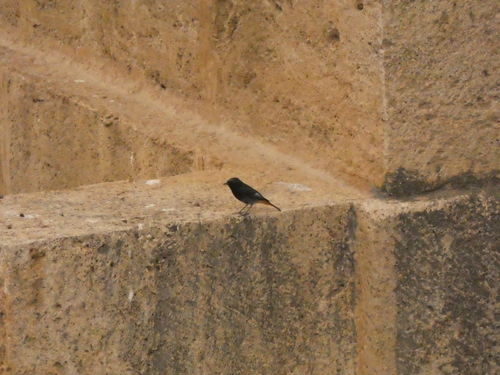 Black Redstart