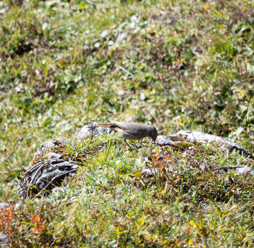 Black Redstart